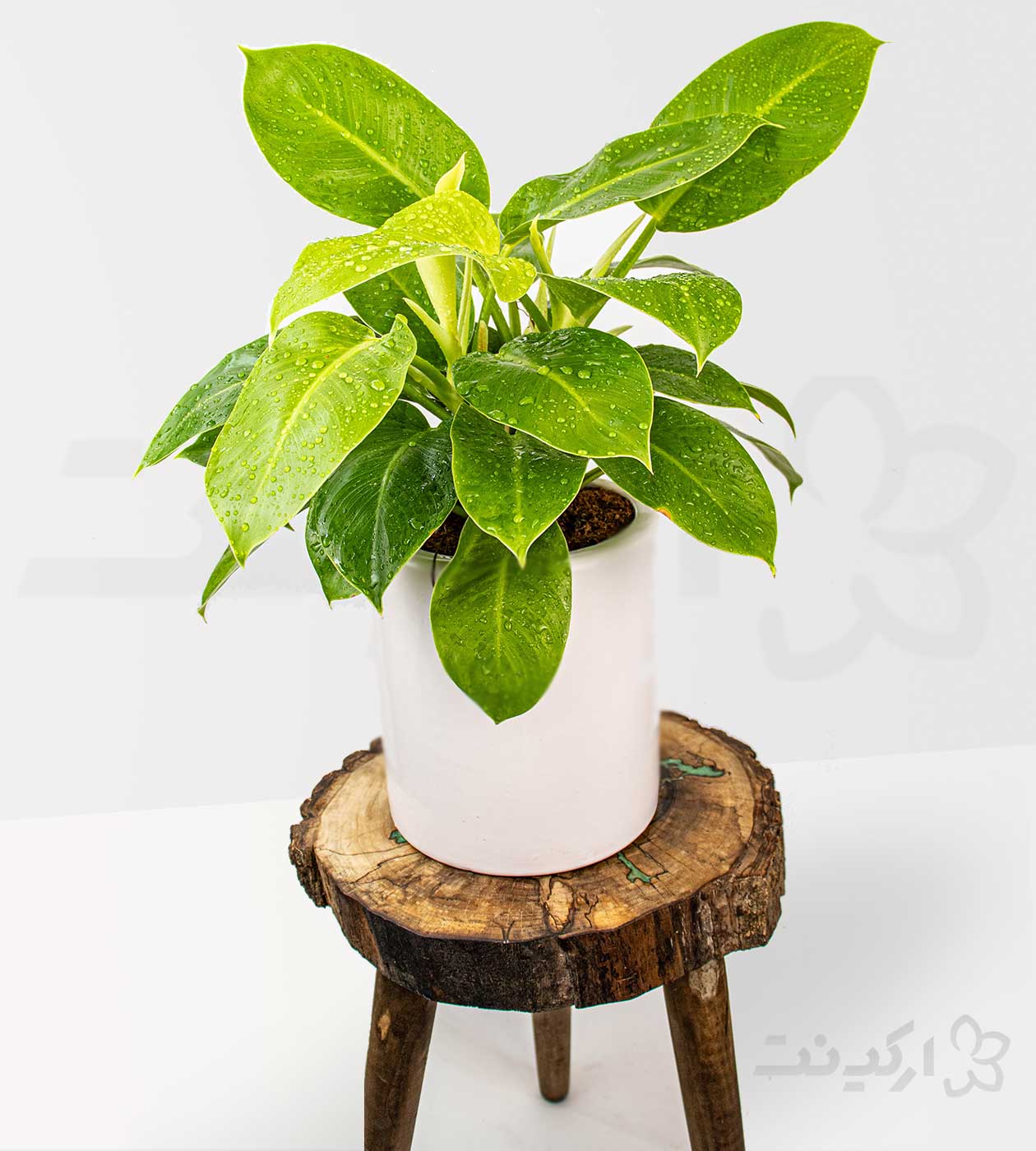 فیلودندرون لیمویی