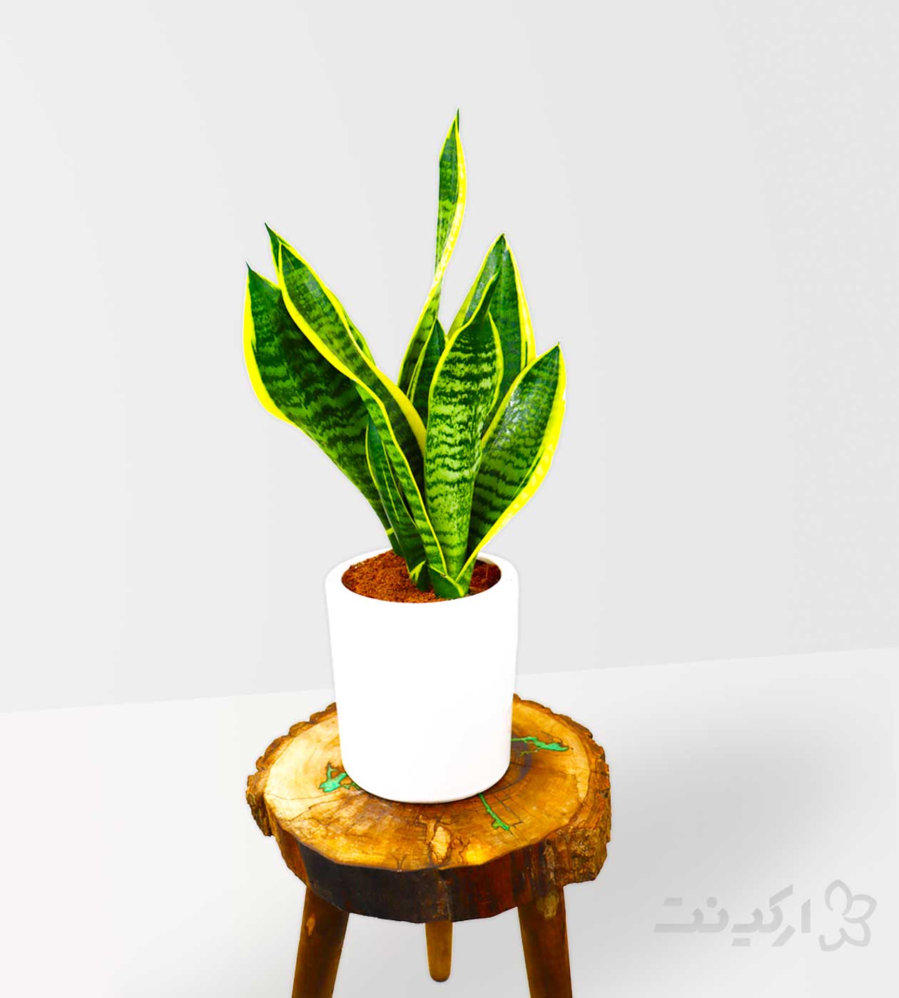 گیاه سانسوریا ابلق